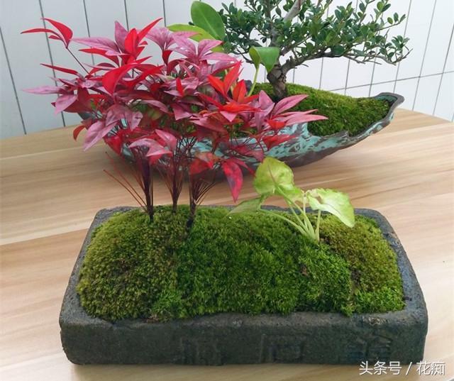 火焰南天竹入市以來(lái)熱度不減，未來(lái)幾年市場(chǎng)好！