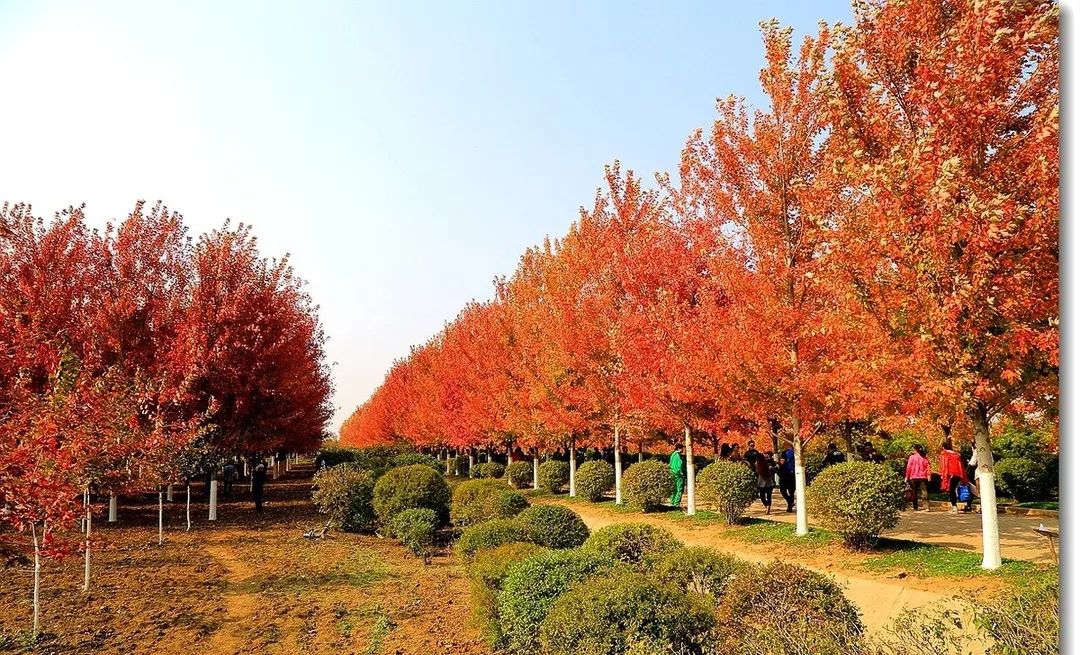 它，秋之嬌子——美國紅點紅楓