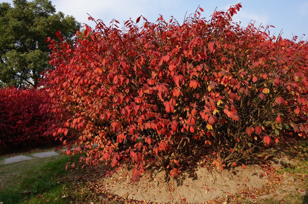 紫薇花瓶|火焰南天竹|叢生紅點(diǎn)紅楓|火焰衛(wèi)矛的生長習(xí)性-泰安東楓園林苗木有限公司