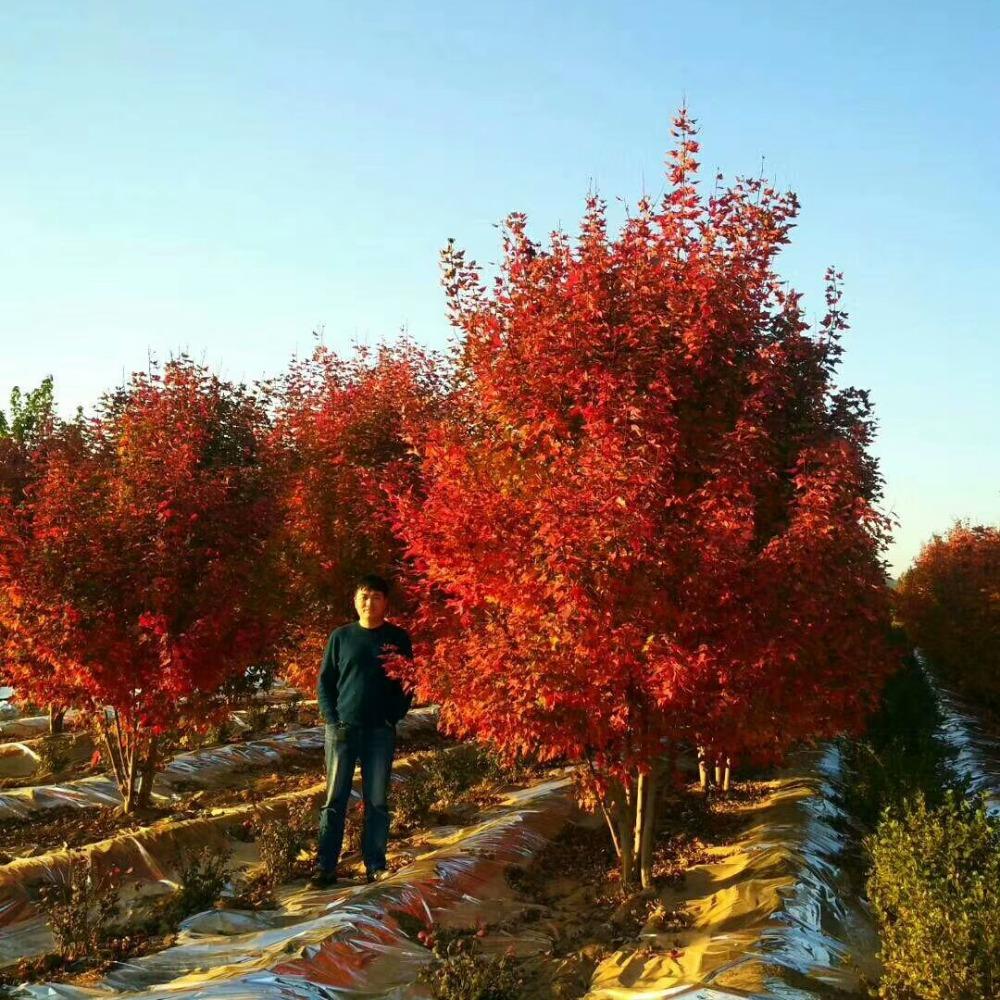 美國(guó)紅楓，在砥礪前行中預(yù)見(jiàn)未來(lái)