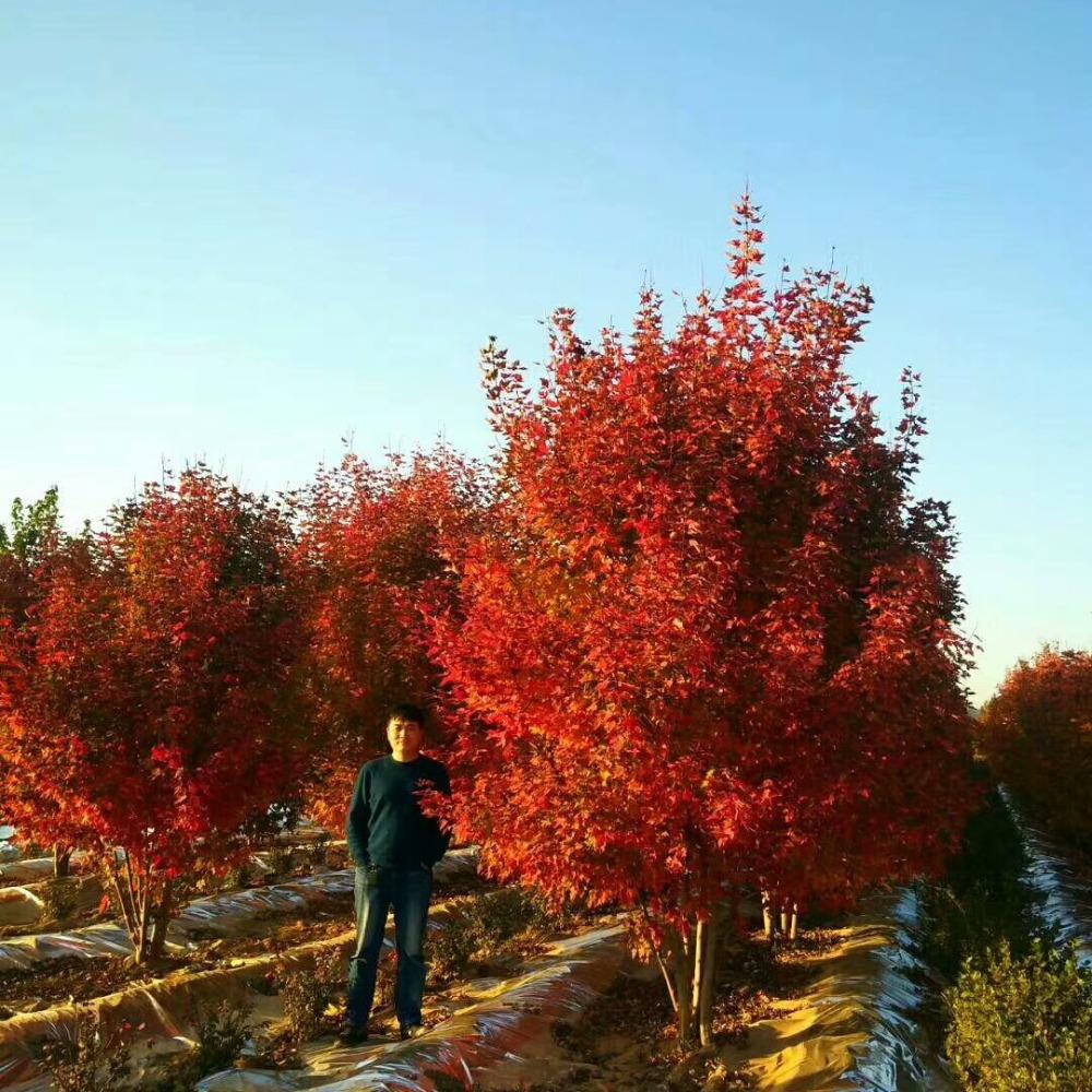 美國(guó)紅楓，在砥礪前行中預(yù)見(jiàn)未來(lái)